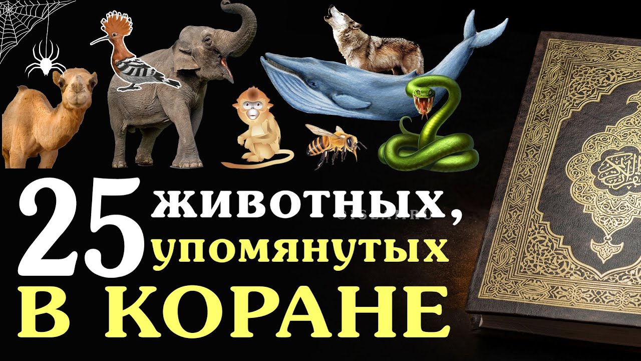 25 животных, упомянутых в Коране