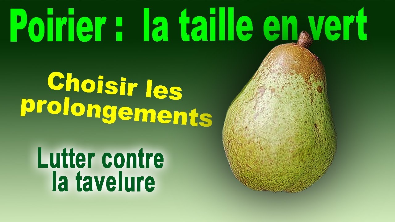 Poirier : la taille en vert, choisir les prolongements, soin de tavelure du beurré hardy base tige