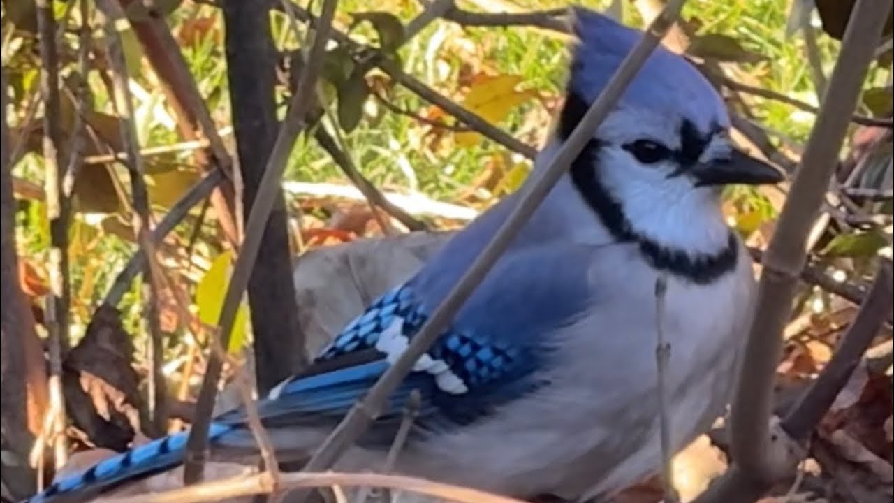 		لقطات جميلة لطيور إلتقطتها اليوم 🐦  Beautiful birds I captured today 🐦🌿 #Birds  #RelaxingNature