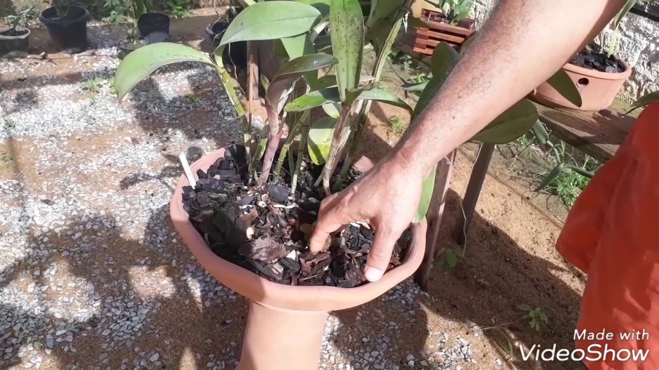 Cultivo das catlleyas monofoliada e bifoliada.