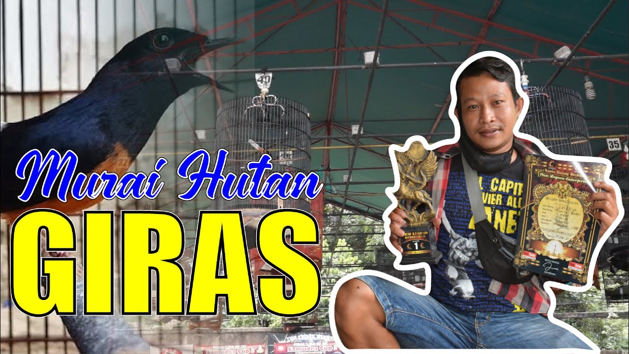 RAWATAN MENGATASI MURAI HUTAN GIRAS - BONGKAR SETTINGAN MURAI HUTAN GIRAS DI GANTANGAN By HoBi ID