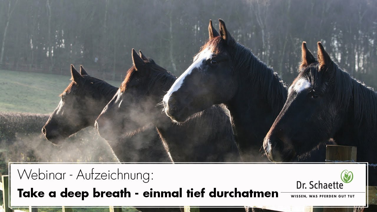 Webinar-Aufzeichnung: Take a deep breath – einmal tief durchatmen