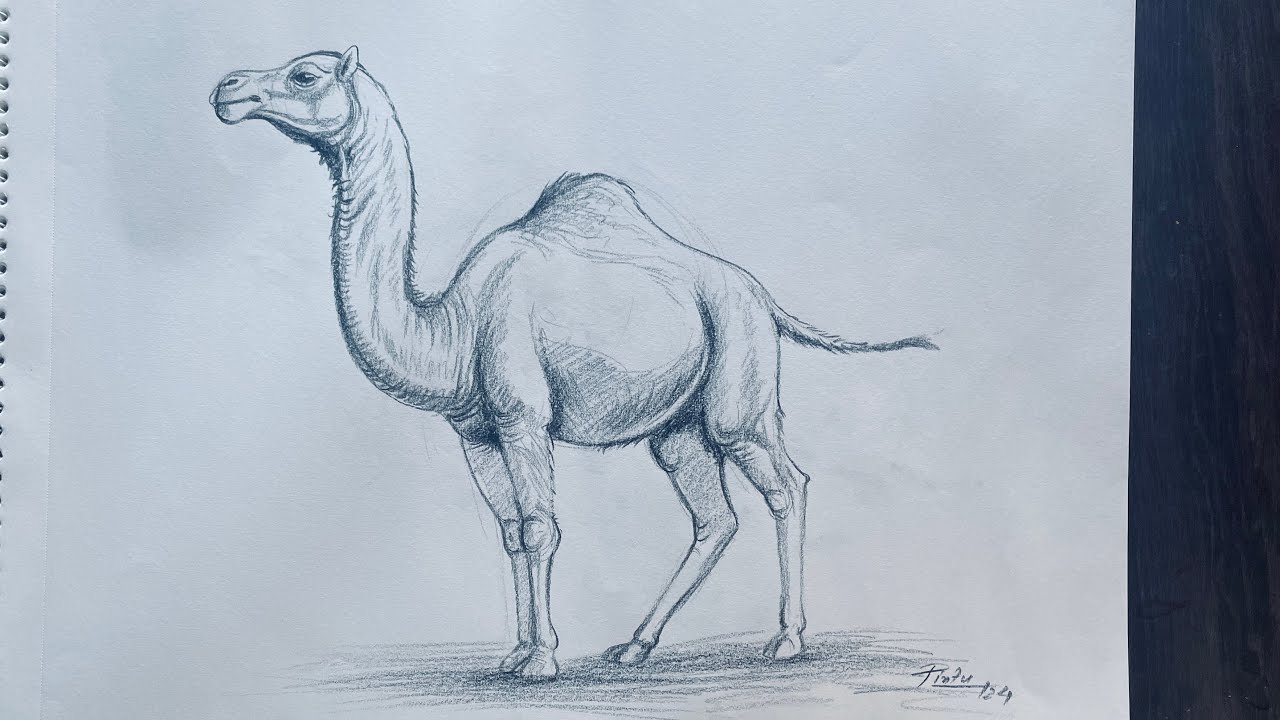 How to draw a camel | Pencil shading for beginners