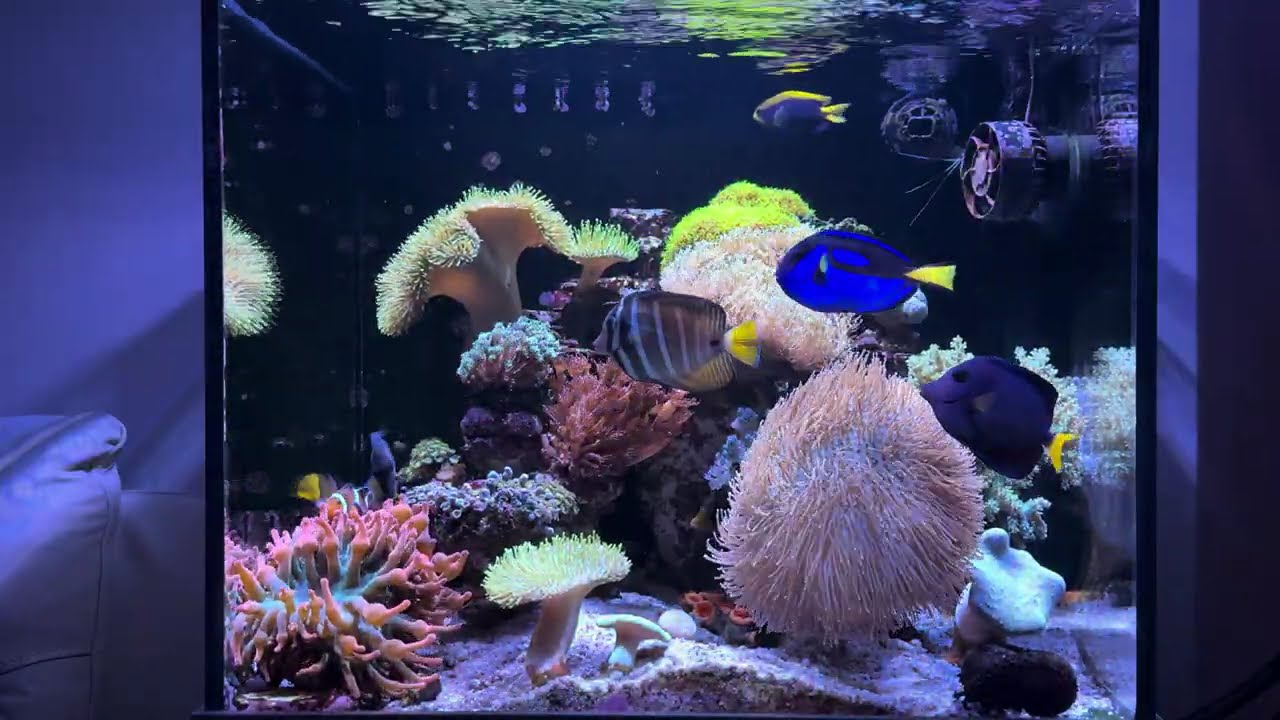 由正常光到熄燈：魚游水療癒片（Reef Tank ASMR）#ReefTank #SaltwaterAquarium #Relaxing #FishSwimming #LightsOut