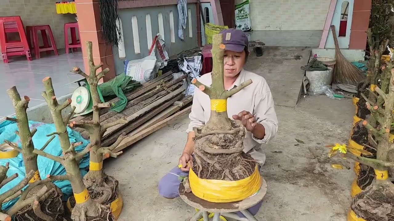 2/3 a Thiện 0379579754 phôi mai bonsai đẹp giá mềm 