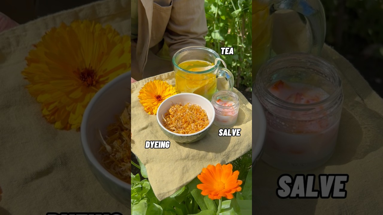 3 способа использования цветков календулы 🌼🌱 #овощнойсад #цветочныйсад #травяныесредства