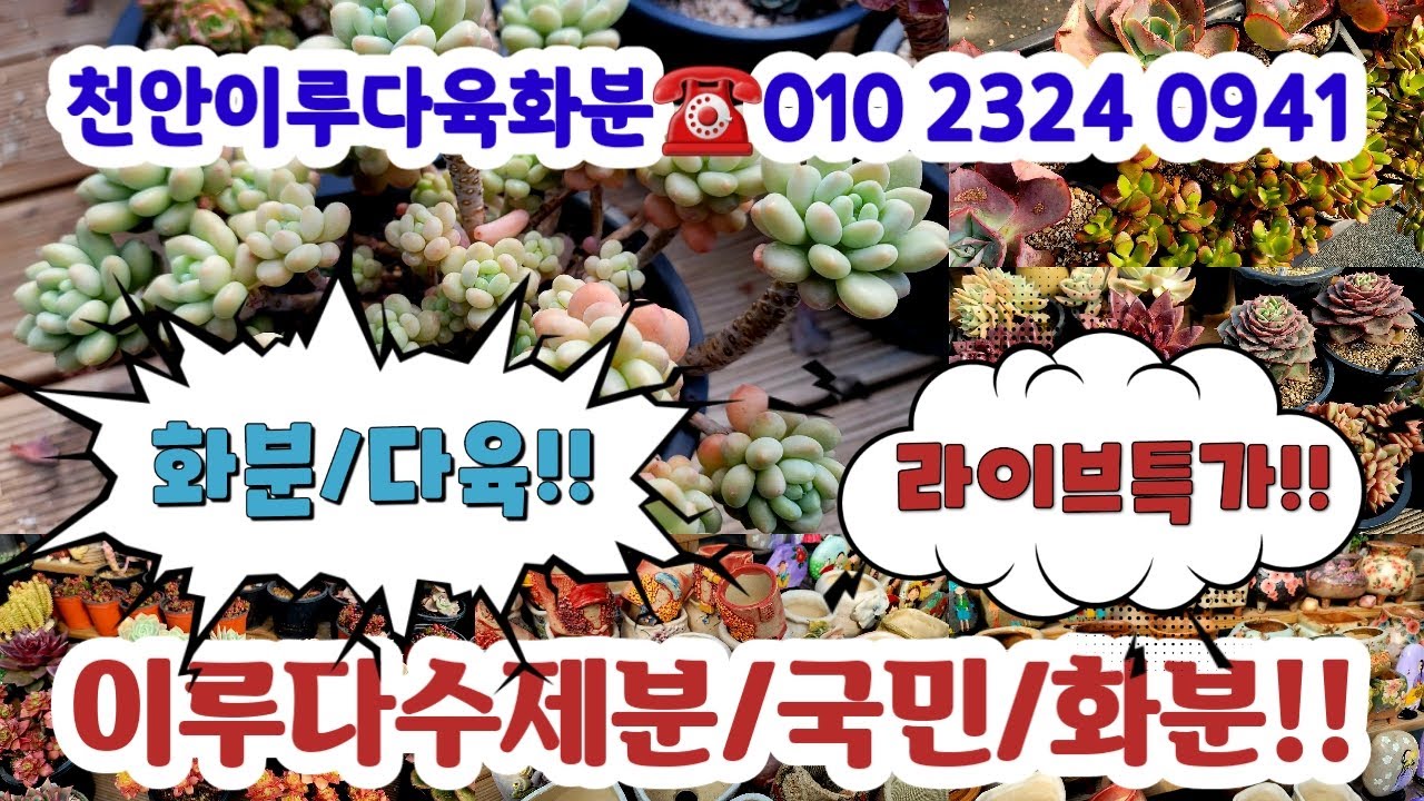 천안이루다육화분 ☎️010 2324 0941🌼화분다육/짧뚱/읍내분/라이브판매#초보다육#다육쇼핑