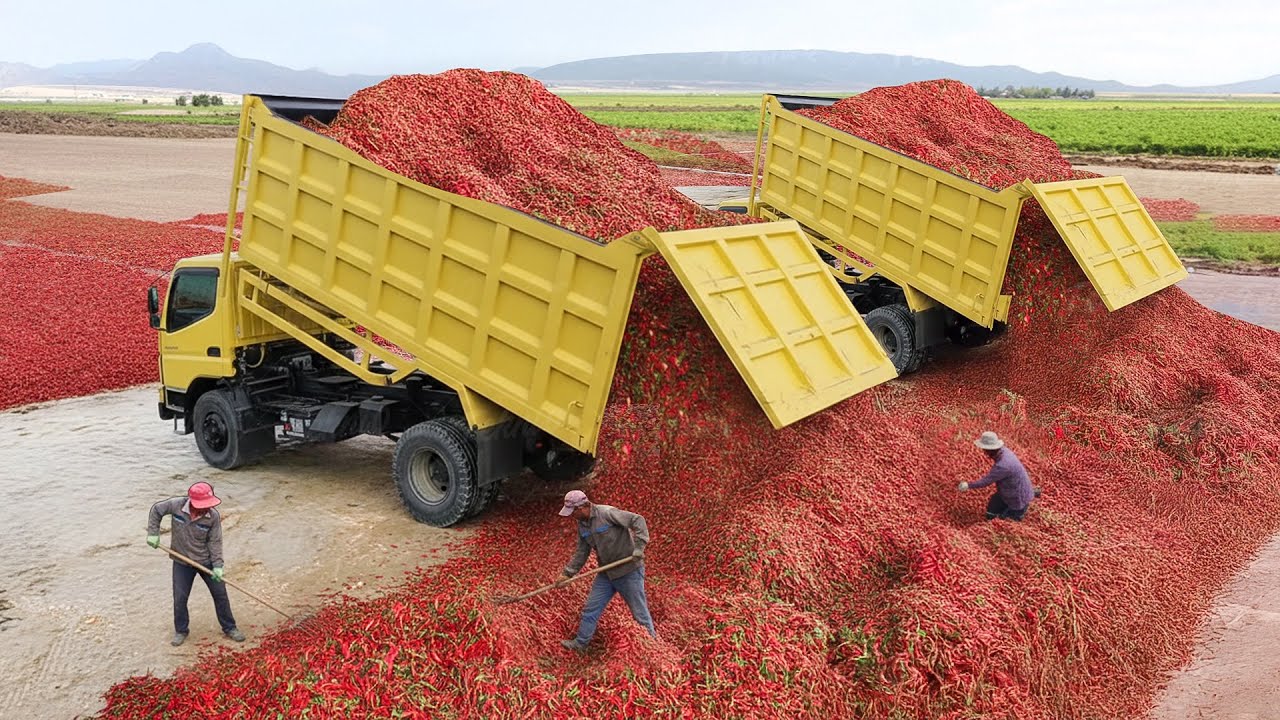 Inside Intense Farming Operations Processing Tons of Red Hot Chili Pepper