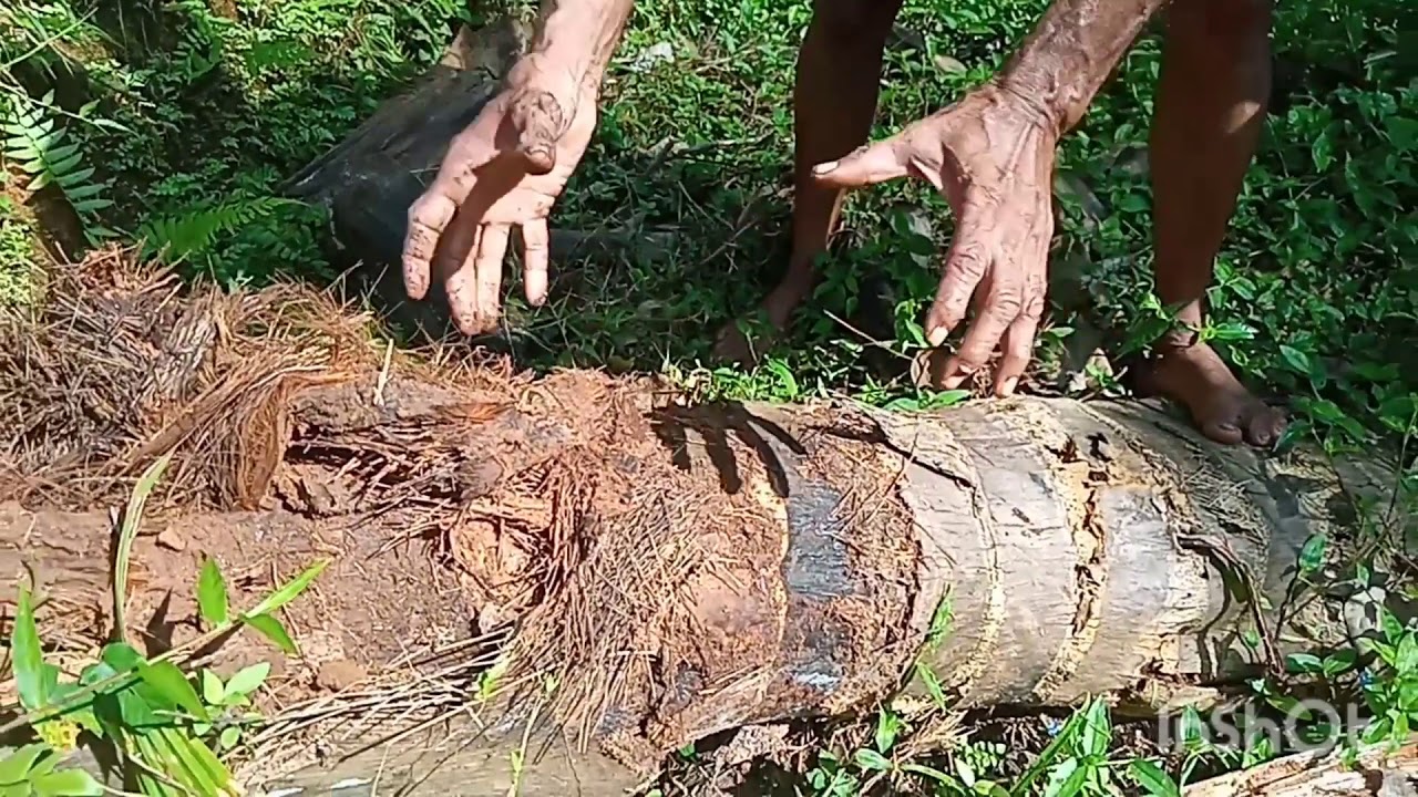 Kuttyadi thengu.           കുറ്റ്യാടി തെങ്ങും സങ്കരയിനം തെങ്ങും തമ്മിലുള്ള വ്യത്യാസം