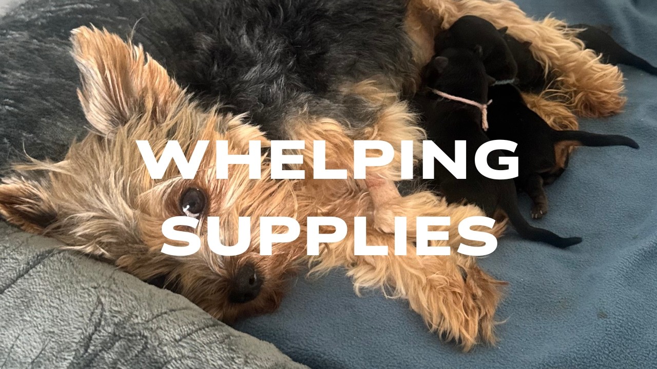 How to Prepare for a Litter of Puppies | Essential Whelping Supplies for New Breeders