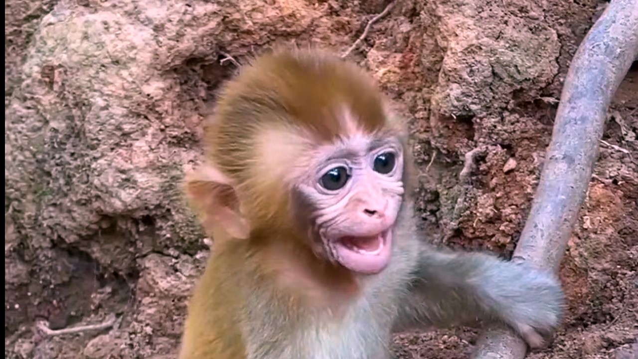 Oh Mom, I’m hungry for milk. Mom, where are you now? 🥺🐒