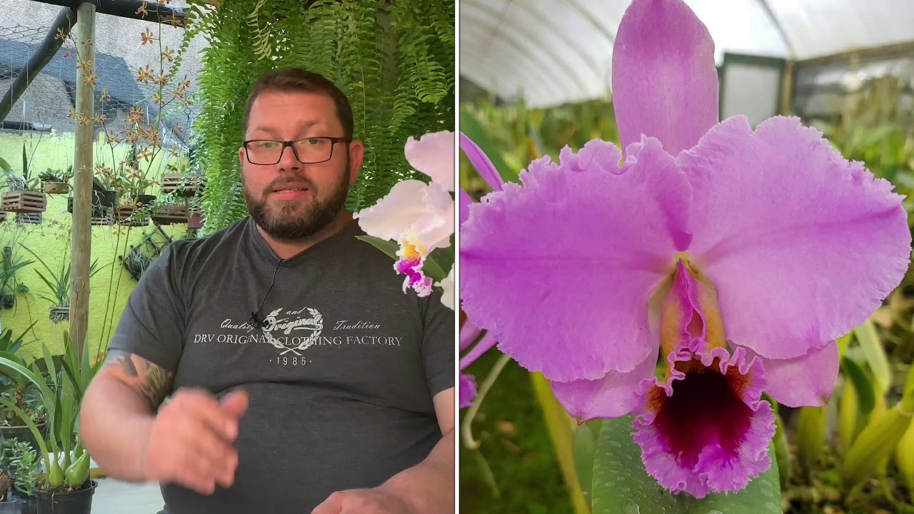 DICAS PARA TER SUCESSO COM CATTLEYA MOSSIAE, PERCIVALIANA, LUEDDEMANNIANA, E MUITO MAIS !!