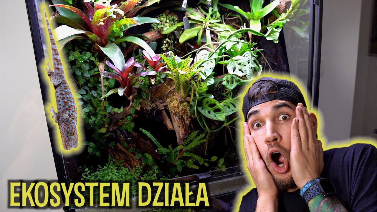 Aktualizacja GEKONÓW! Paludarium toke oraz orzęsek😍