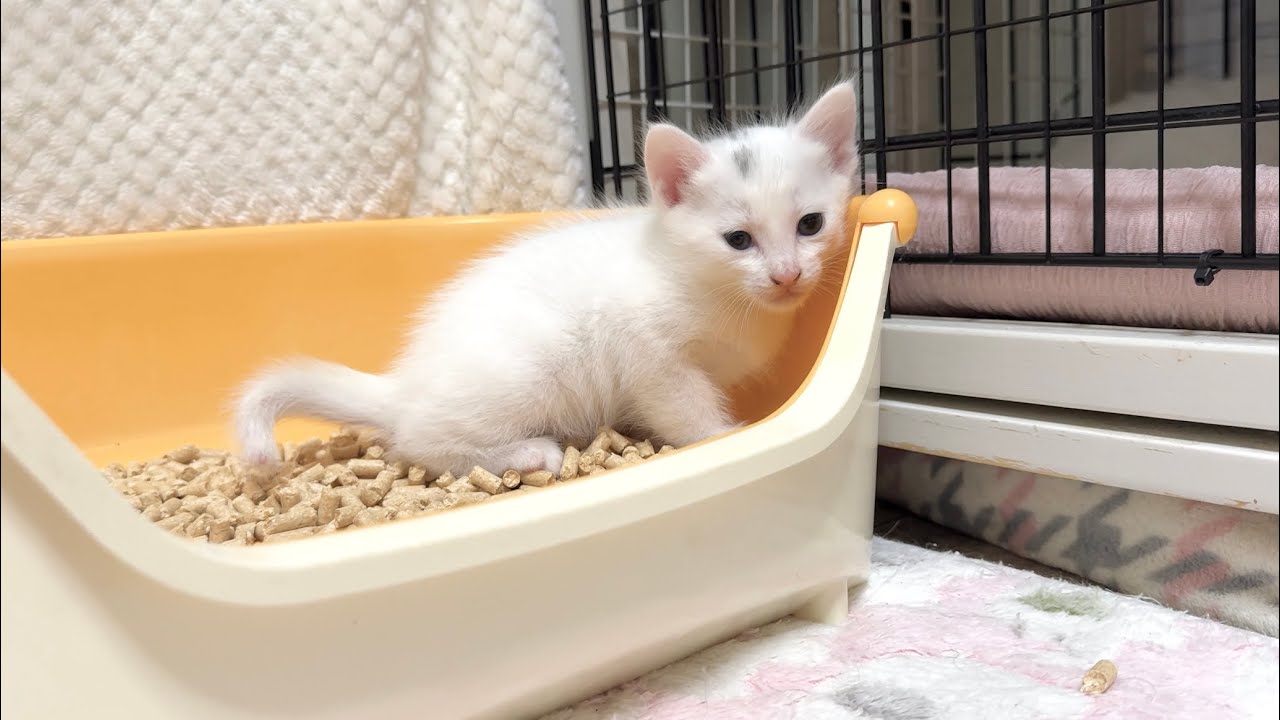 生後29日 覚えたてのトイレをする子猫＆暴走列車に変身！【白玉ちゃん＆坊ちゃん日記】Day 29: Kitten’s First Litter Box & Zoomies Mode On!