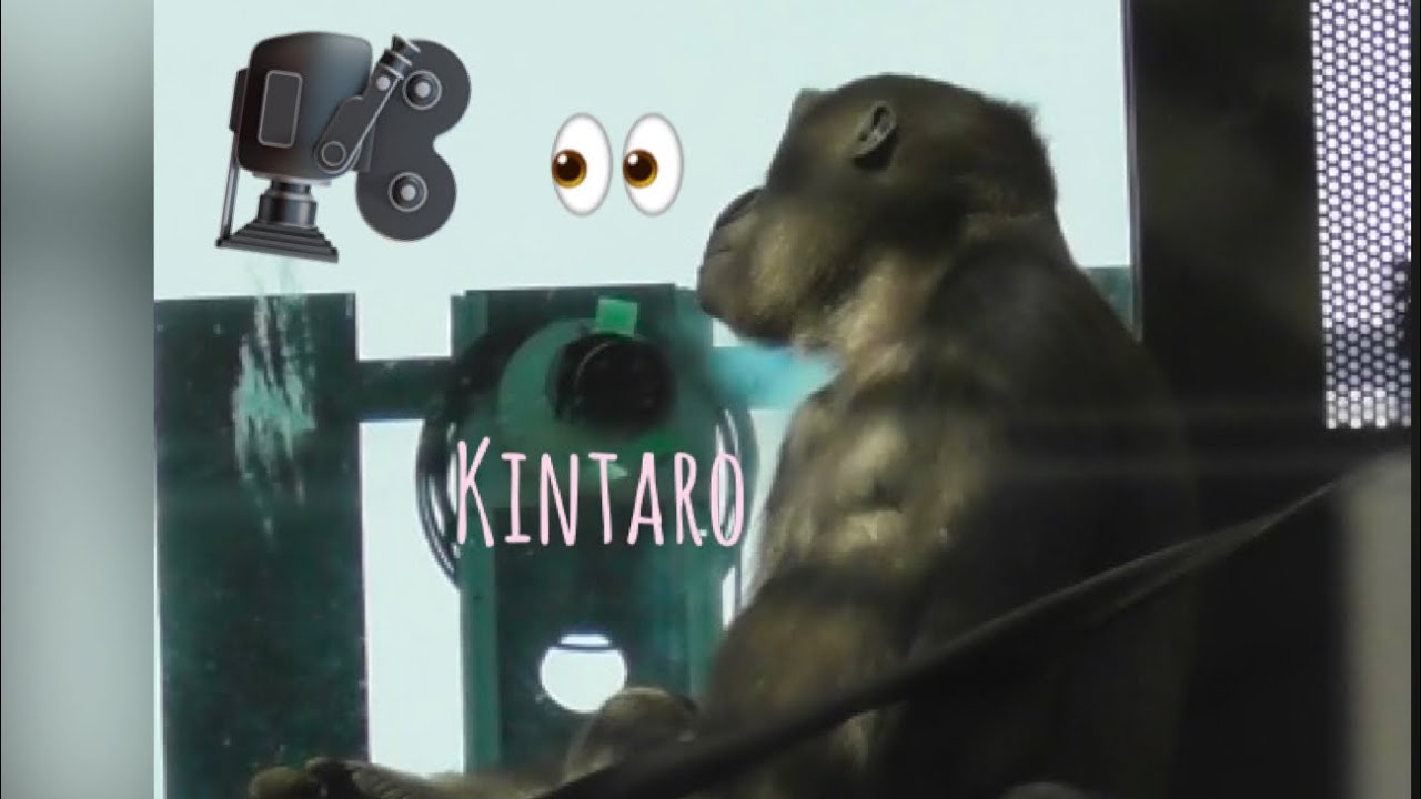 “Gorilla”Kintaro, curious about the TV cameras and people, kept going over to take a look👀🦍