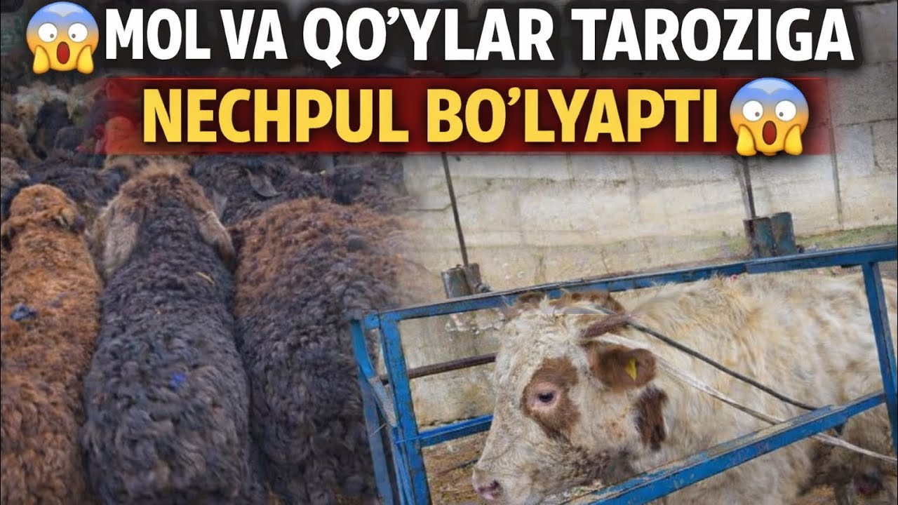😱 Sotuvchilar yashirayotgan REAL narxlar! Mol va qo‘y tarozida nechpul? 🔥 Chorvatepaqorgon1