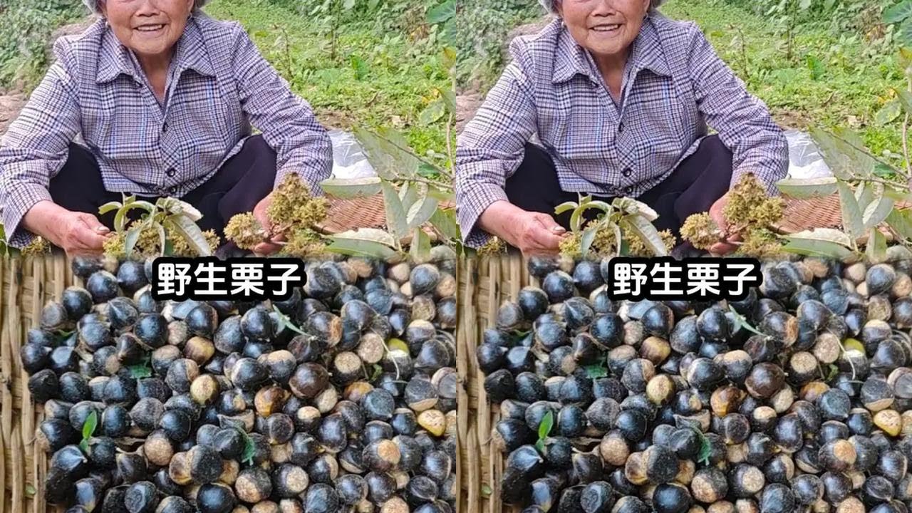这个东西相信你们小时候一定吃过，今天约奶奶回忆小时候的味道#栗子 #野生栗子 #我的农村生活 #乡村守护人 #回忆儿时的味道