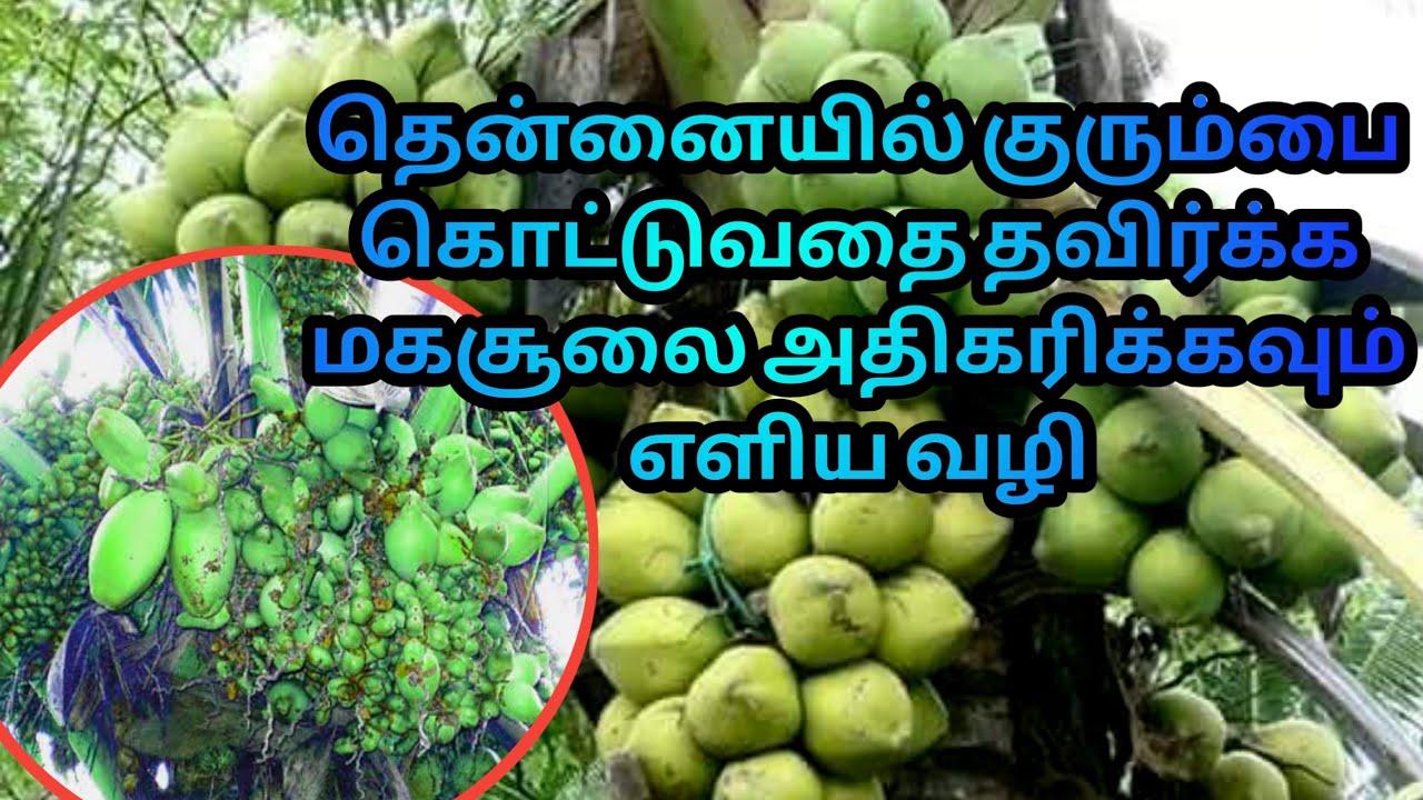 இயற்கை முறையில் தென்னையில் அதிக காய்கள் வைக்க மீன் அமிலம், EM