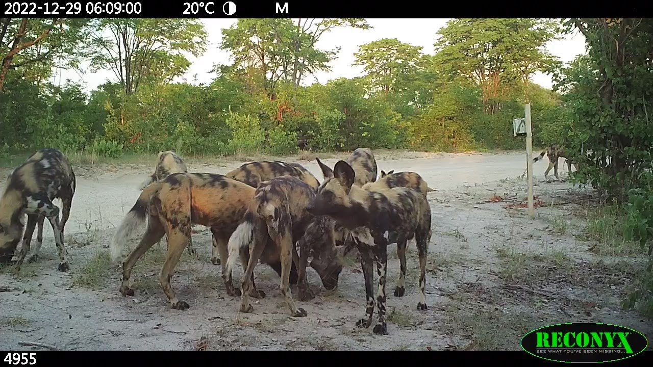A Festive Season Festival of African wild dog scent-marking