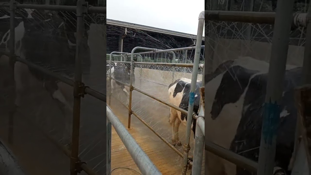 cow washing automatically water 💦😊 Happy cow