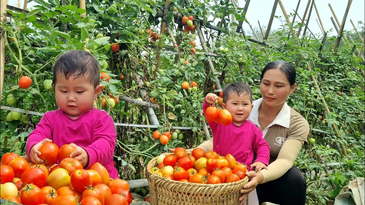 Harvesting tomatoes to sell at the market - how to cook delicious smoked pork