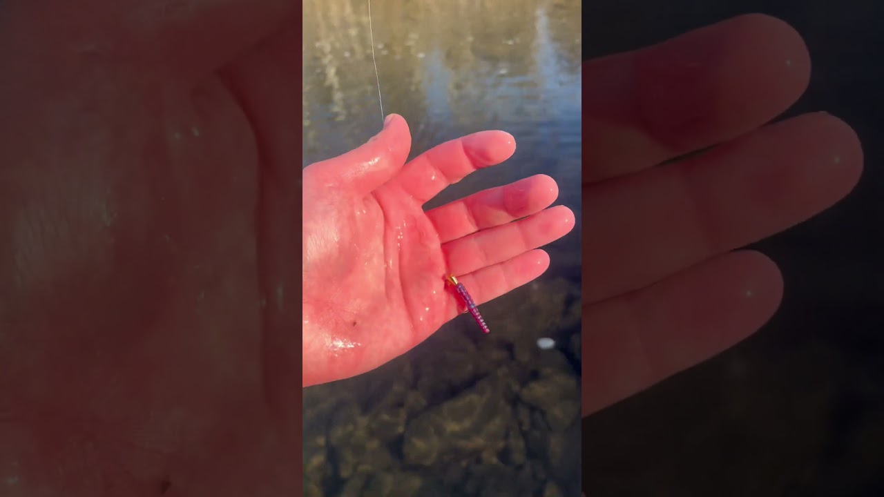 Delayed Harvest Pa Trout Fishing! Check out the full video live on the channel now! #fishing #trout
