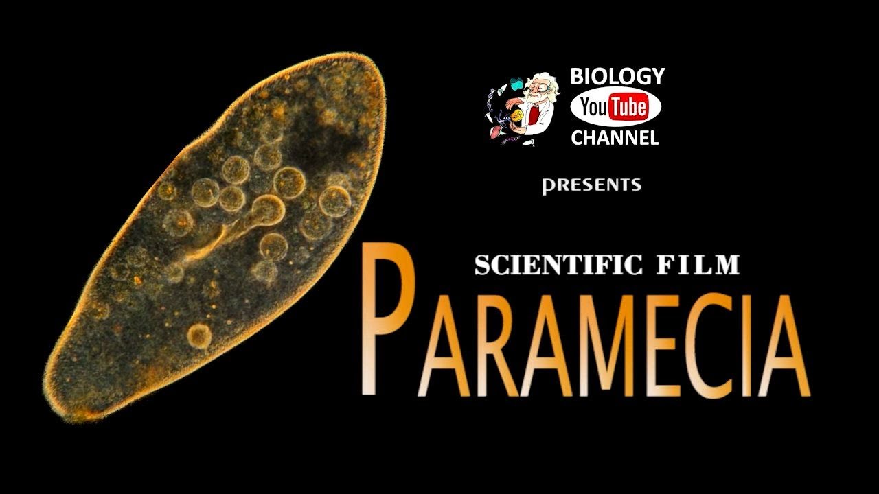 Paramecia - Scientific film