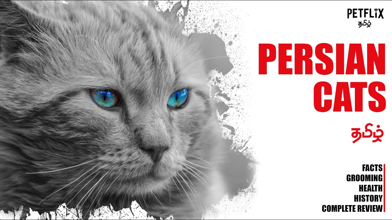 PERSIAN CATS  |  தமிழ்  |  Petflix Tamil