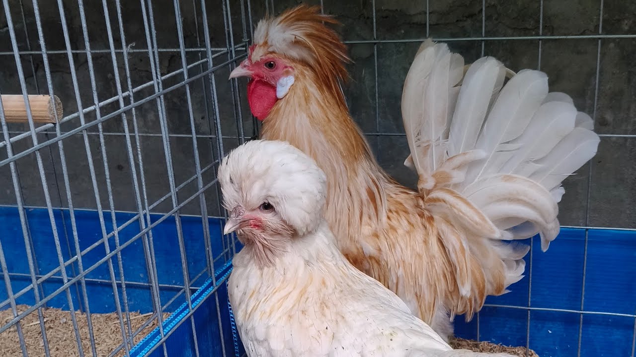 03/05/2025 gà cảnh đủ loại