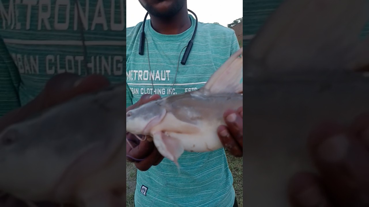 Big Fish in River Yamuna India #youtubeshorts #fishing #bigcatfish #giantfishing #riverfishing