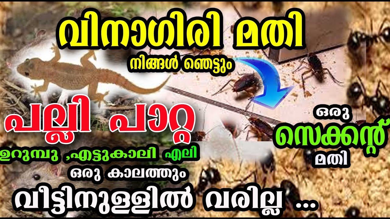 ഇത് ഒന്ന് മതി പാറ്റ, പല്ലി, എലി ഒന്നും വീട്ടിൽ കാണില്ല /💯💯സിമ്പിൾ tricks/poppy happy vlogs