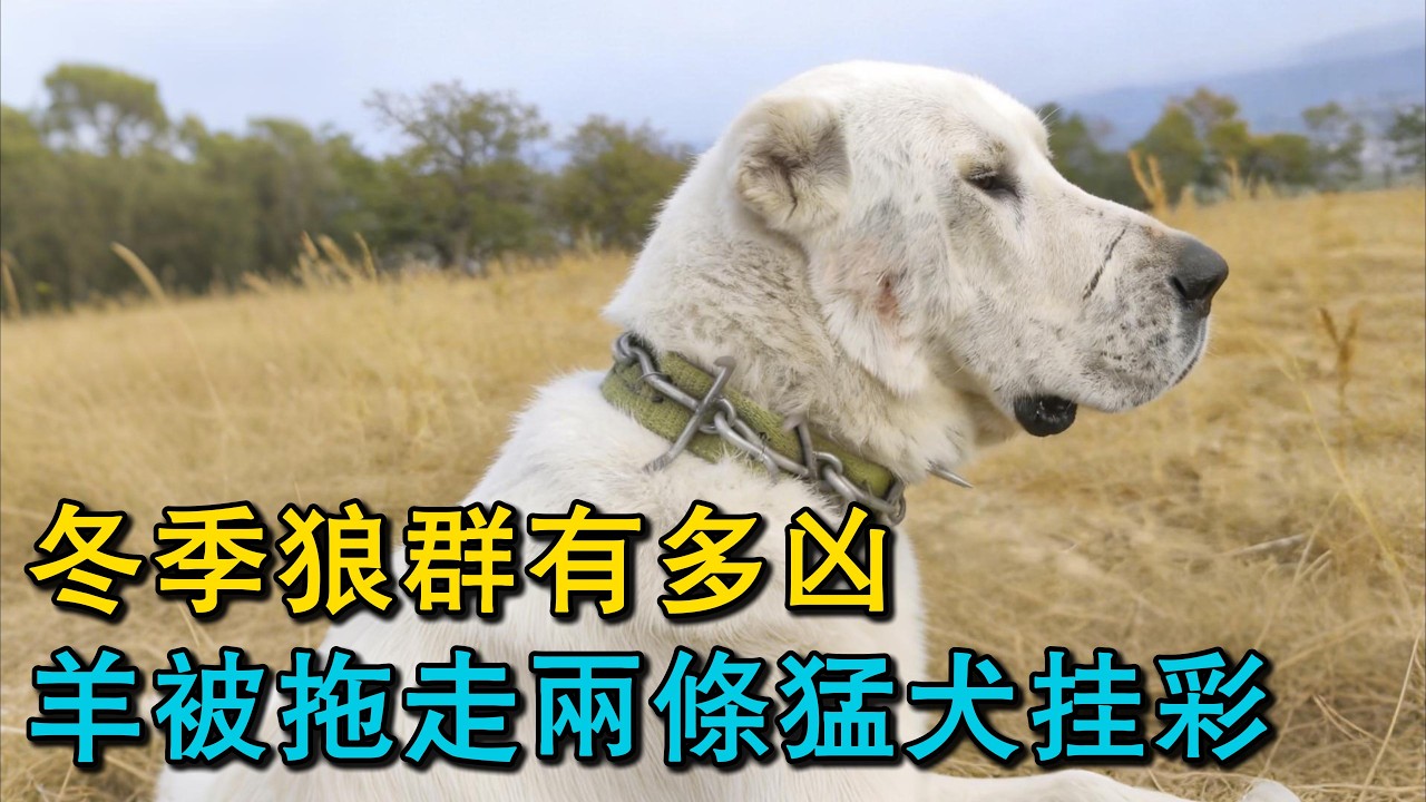 冬季狼群有多兇？1只羊被拖走，2條猛犬掛彩，牧民：它們差點沒回來！距最近村子十幾公裏，一條正在尋找家的坎高犬，喉嚨被咬傷還一直徘徊在馬路上！