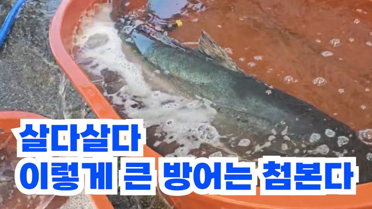 포항 양포항도 모닝장보기 루틴에 넣었습니다!! 수산업 17년간 한번도 보지못한 대방어를 만났습니다!!!