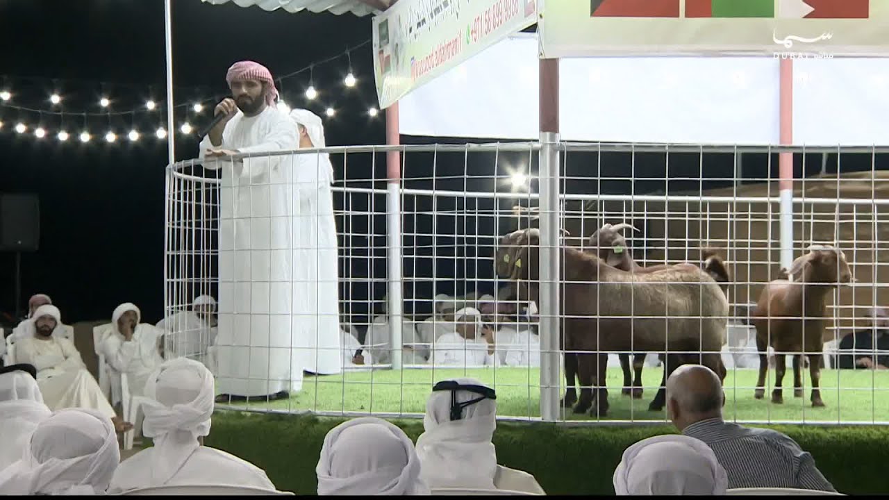 مزادات سوق المواشي في دبي