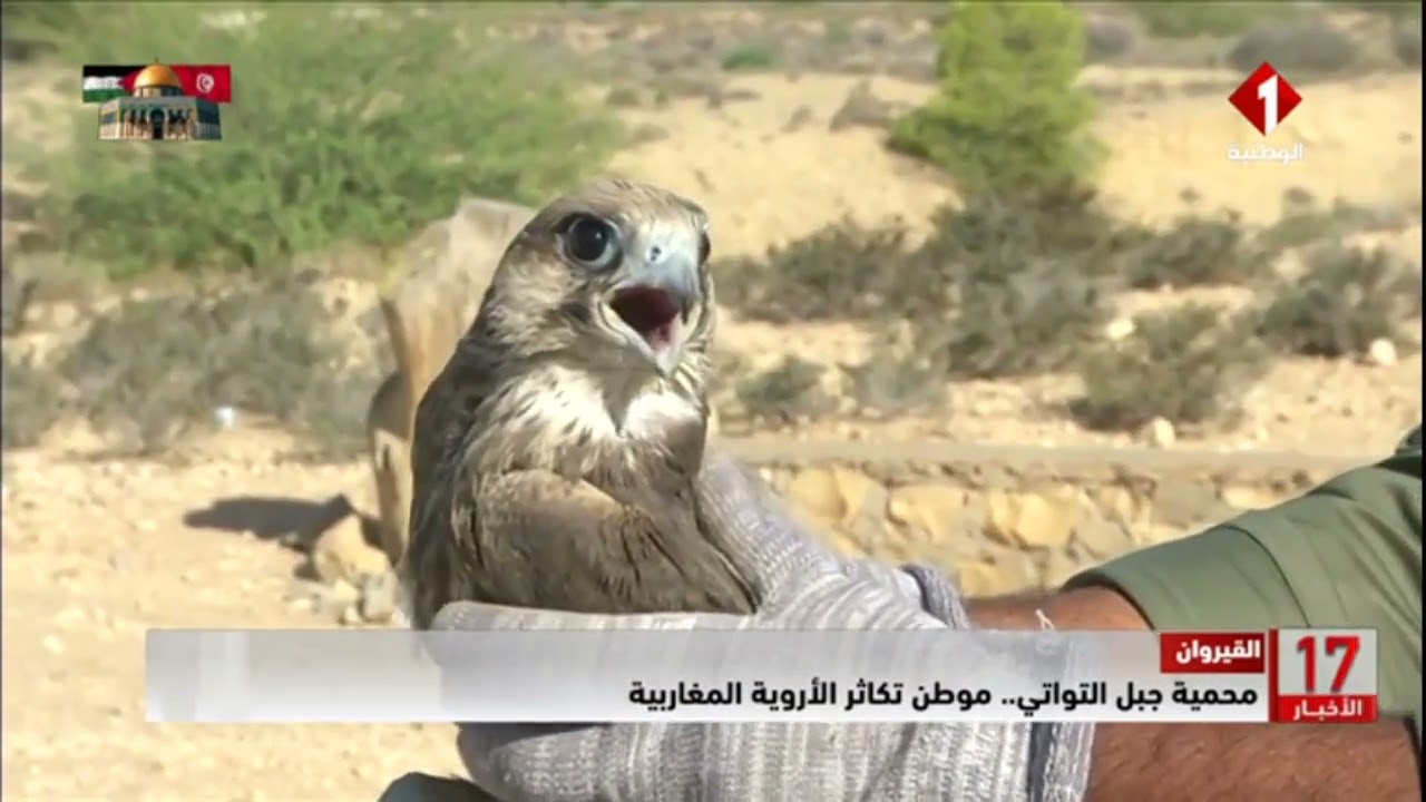 القيروان || محمية جبل التواتي.. موطن تكاثر الأروية المغاربية