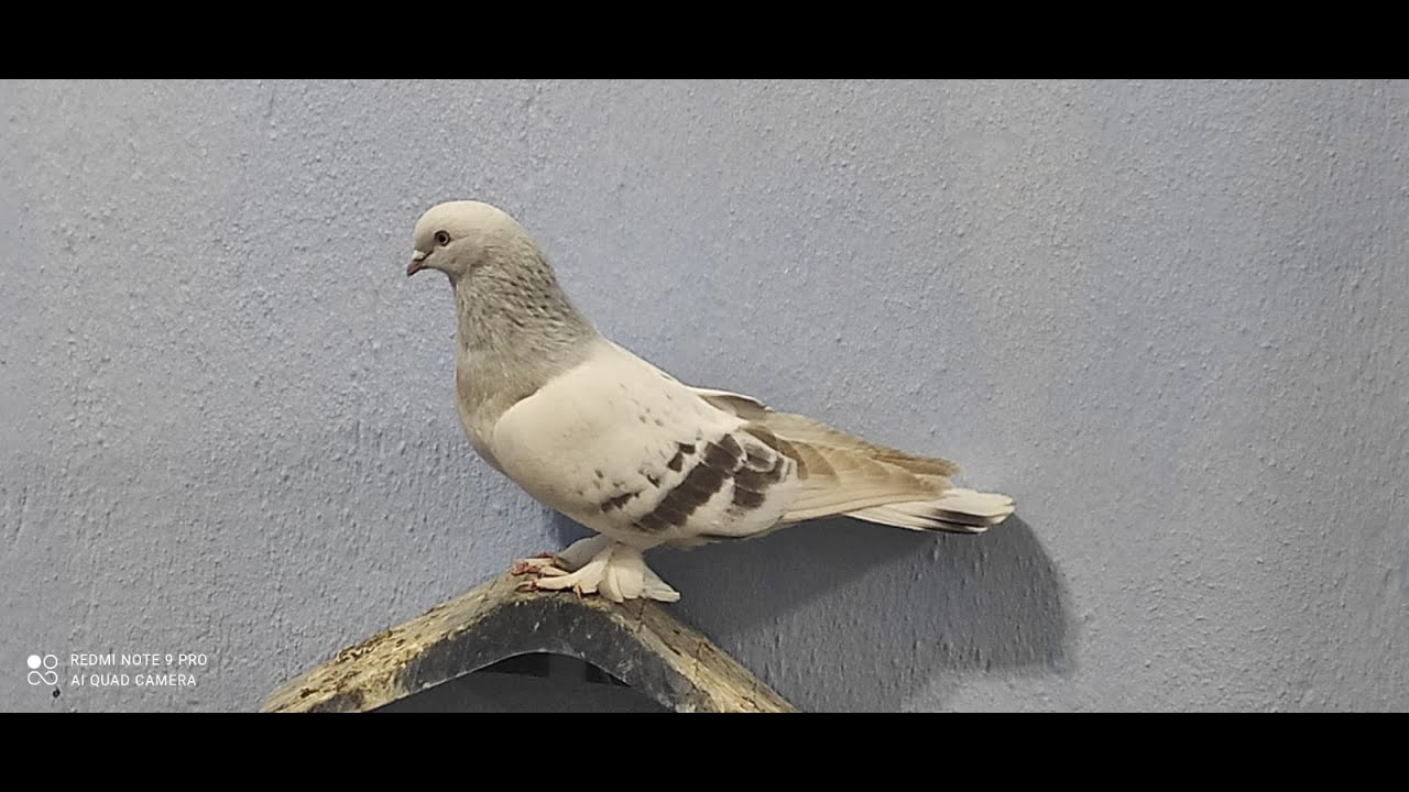 Ermeni Süryani Yezidi Moullardan Beslenilen Teksoy  Mardin Taklacısı Mehmet Olcar 05524391647