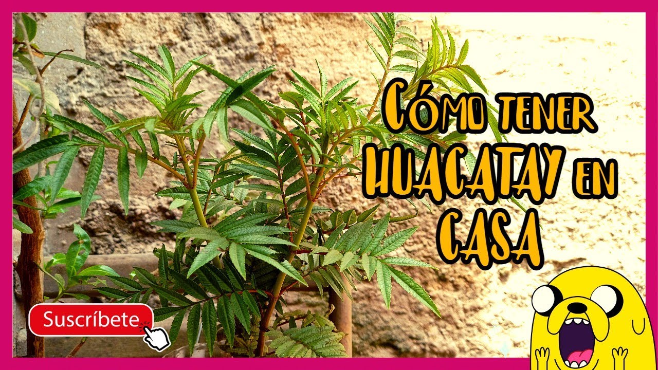 Cómo PLANTAR HUACATAY en MACETA | Propiedades y Beneficios del HUACATAY.😉Plantas Medicinales TAGETES