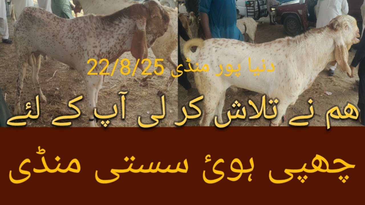 Dunyapur Bakra mandi | دنیا پور بکرا منڈی        22August 2025