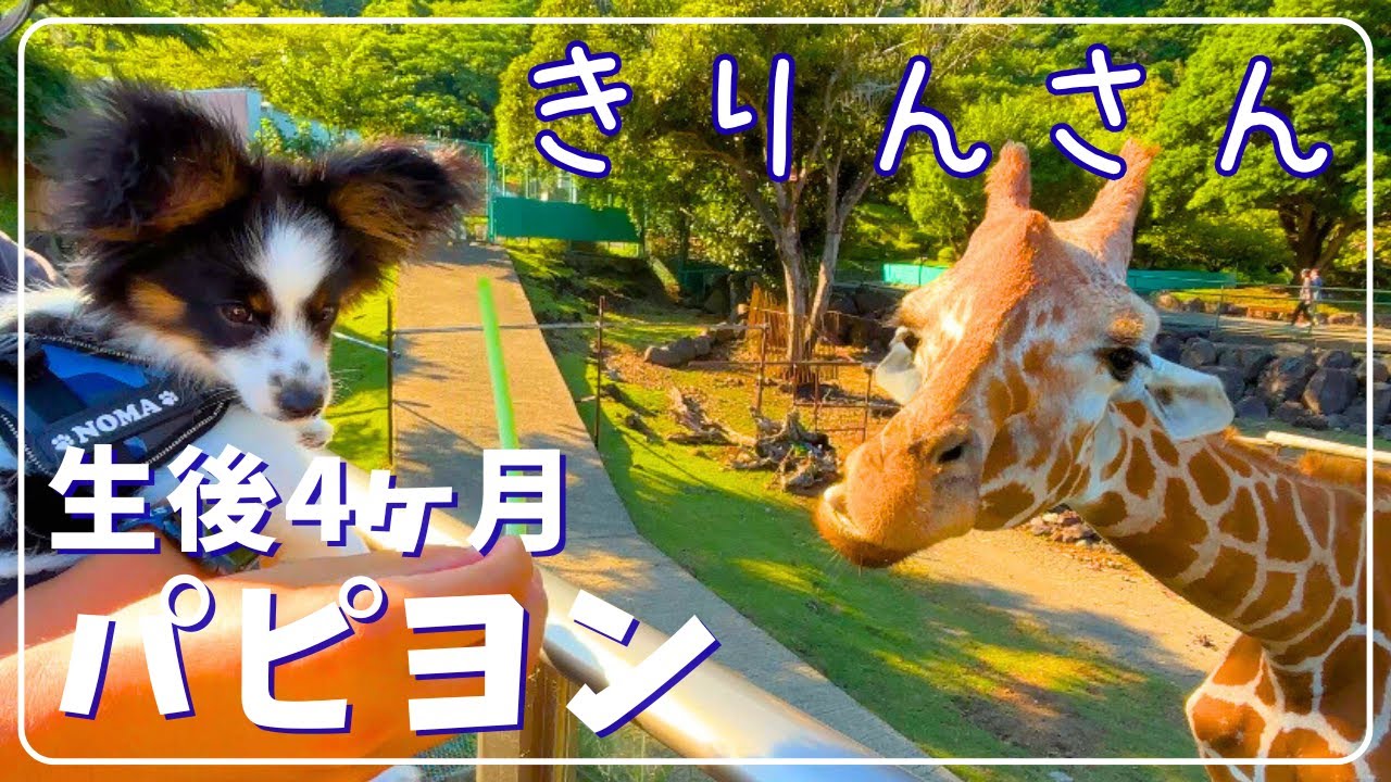 生後4ヶ月パピヨン、動物園に突撃！｜伊豆アニマルキングダムでキリンさんに大接近してきた！