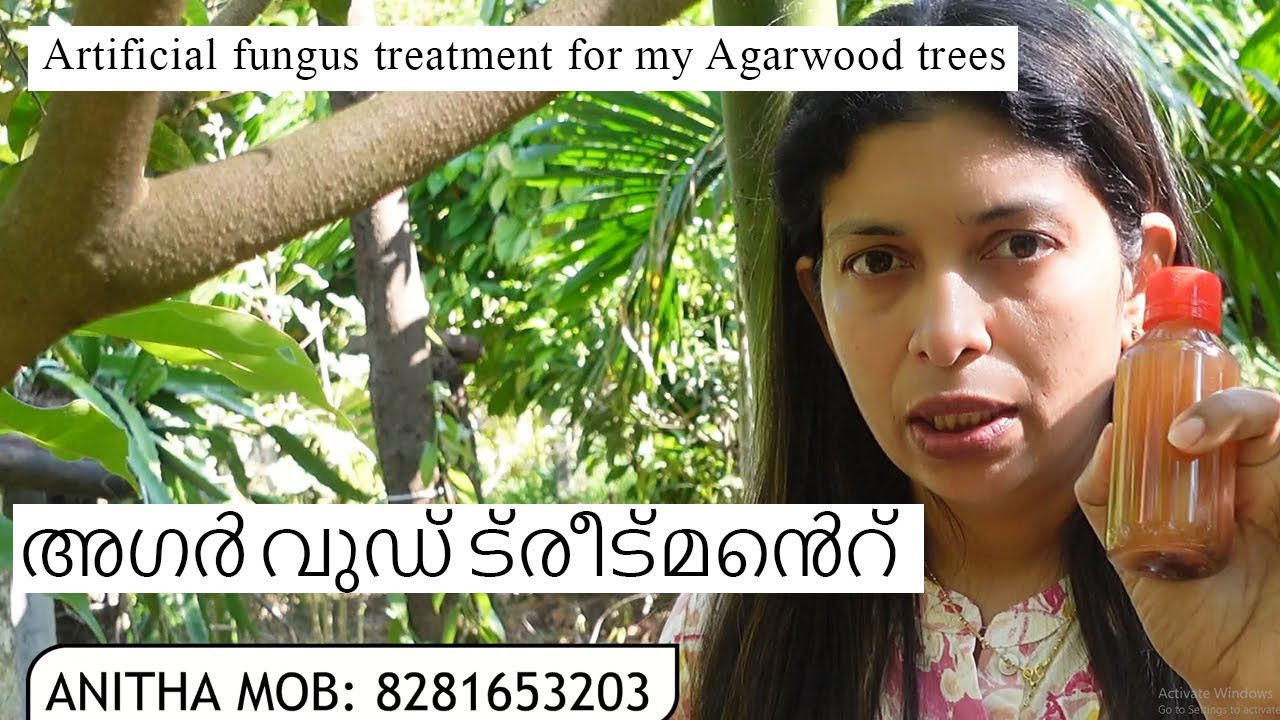 agarwood inoculation process Malayalam - Artificial fungus treatment for my Agarwood trees- Kerala
