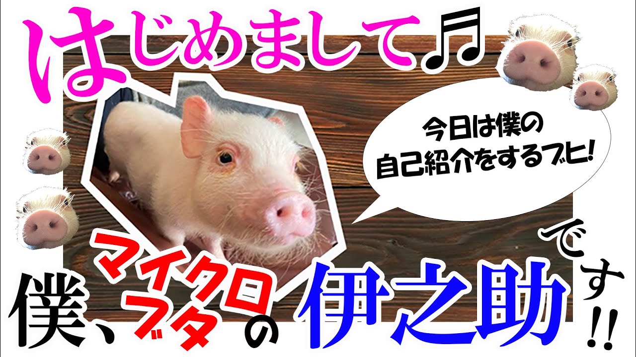 #1 【マイクロブタ】動物触れ合いカフェ｢mipig｣さんから伊之助をお迎えしたよ！【自己紹介】