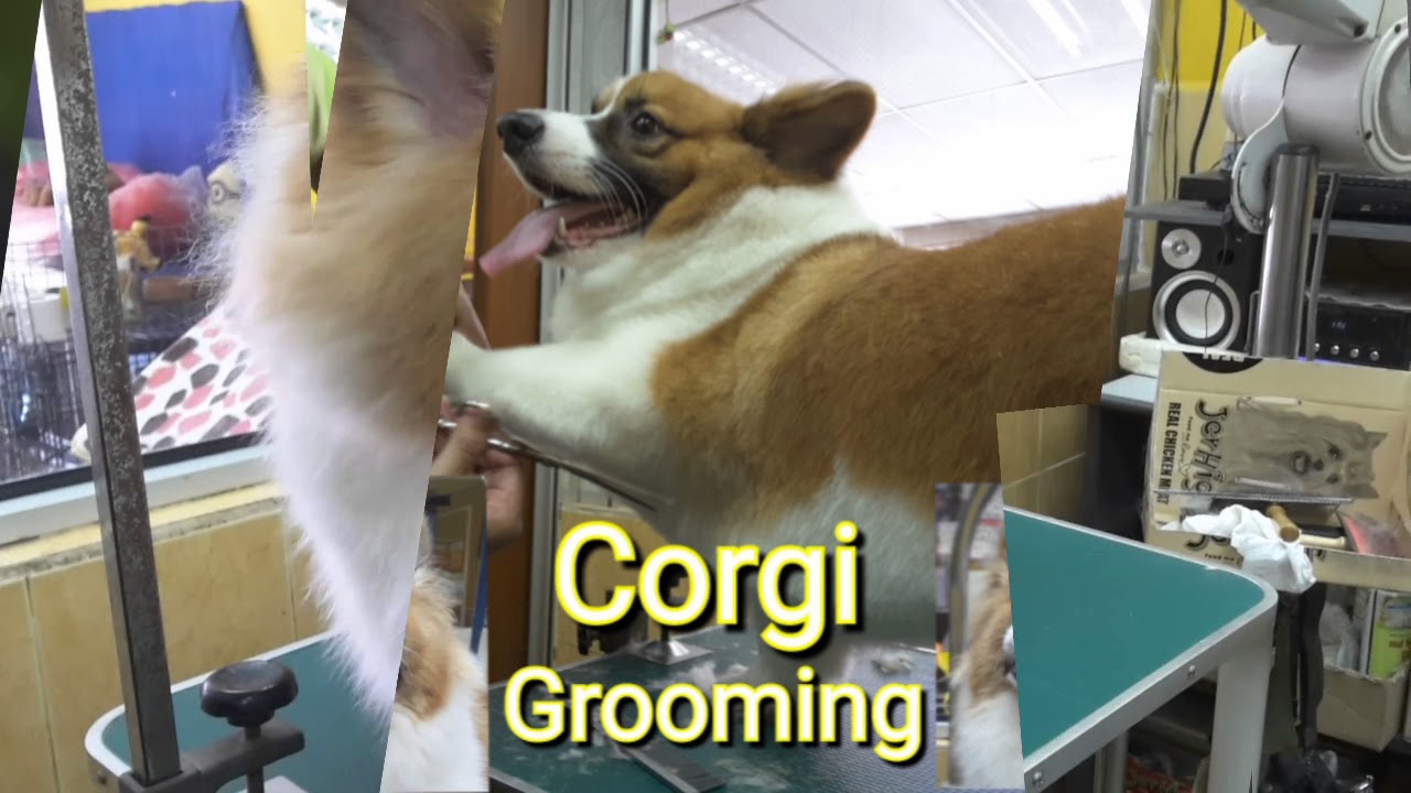CORGI GROOMING @ JY PET SALON
