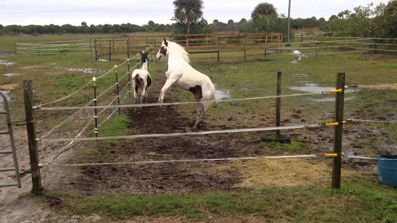 Bluey & Coconut Playing