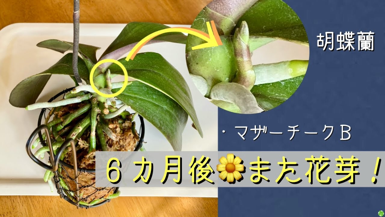2026年3月9日　胡蝶蘭3月《マザーチーク》　6カ月前に花終わりＢ株に又、花芽🌼が出る　Ａ株の脇芽🌱は順調に成長中🪴