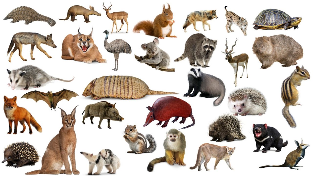 Small wild animals name Hindi and English. छोटे जंगली जानवरों के नाम हिंदी और अंग्रेजी में।