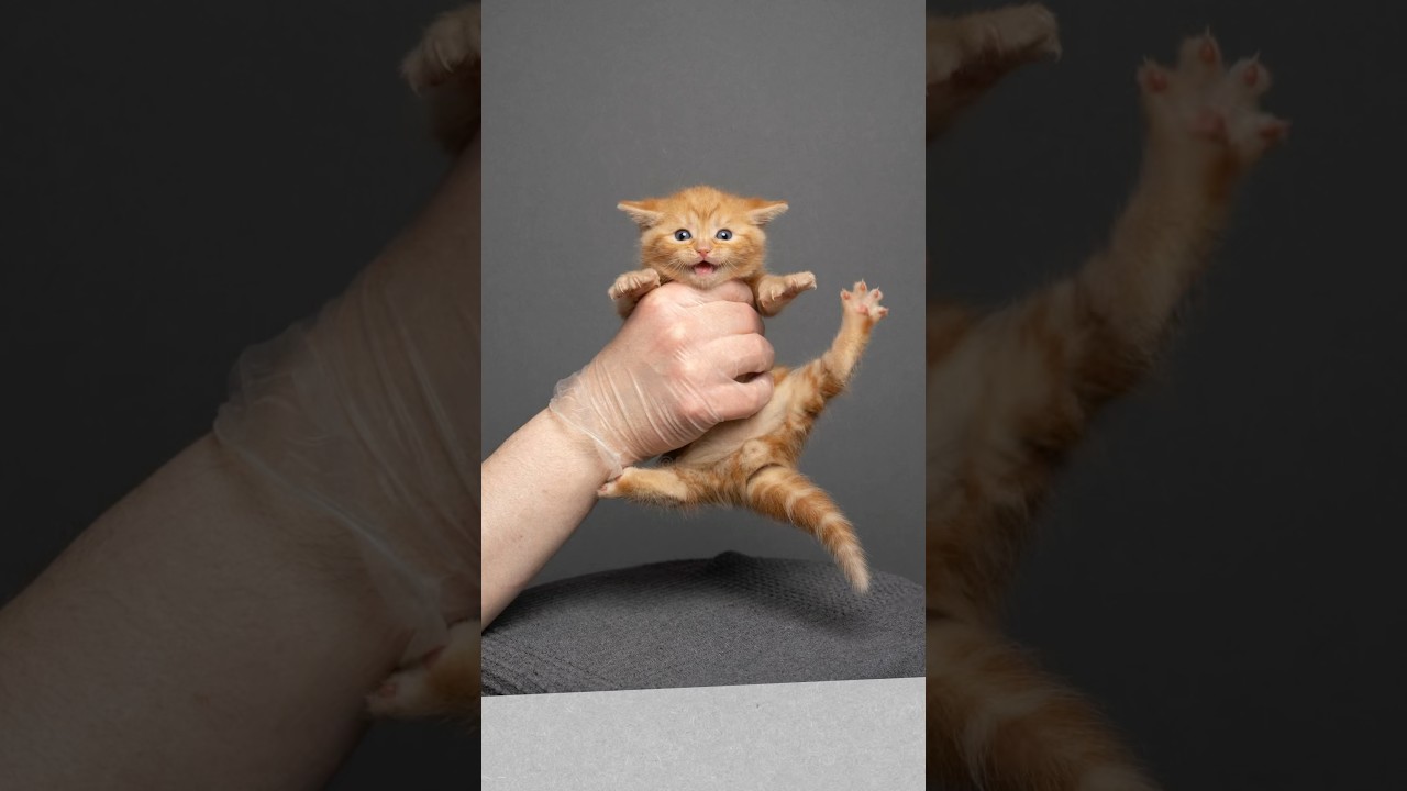 Kitty growth [3 days to 11 months] #furryfritz #kitten #kittengrowth #cat #timelapse #catphotography