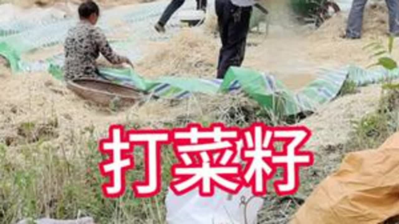 长听妈说庄家庄家收回家才叫庄家，我一直不懂，直到这次冰雹把马上要收到家的菜籽打的几乎没有。原来种地人是靠天吃饭。不管能收多少我们都在努力挽回一点是一点。