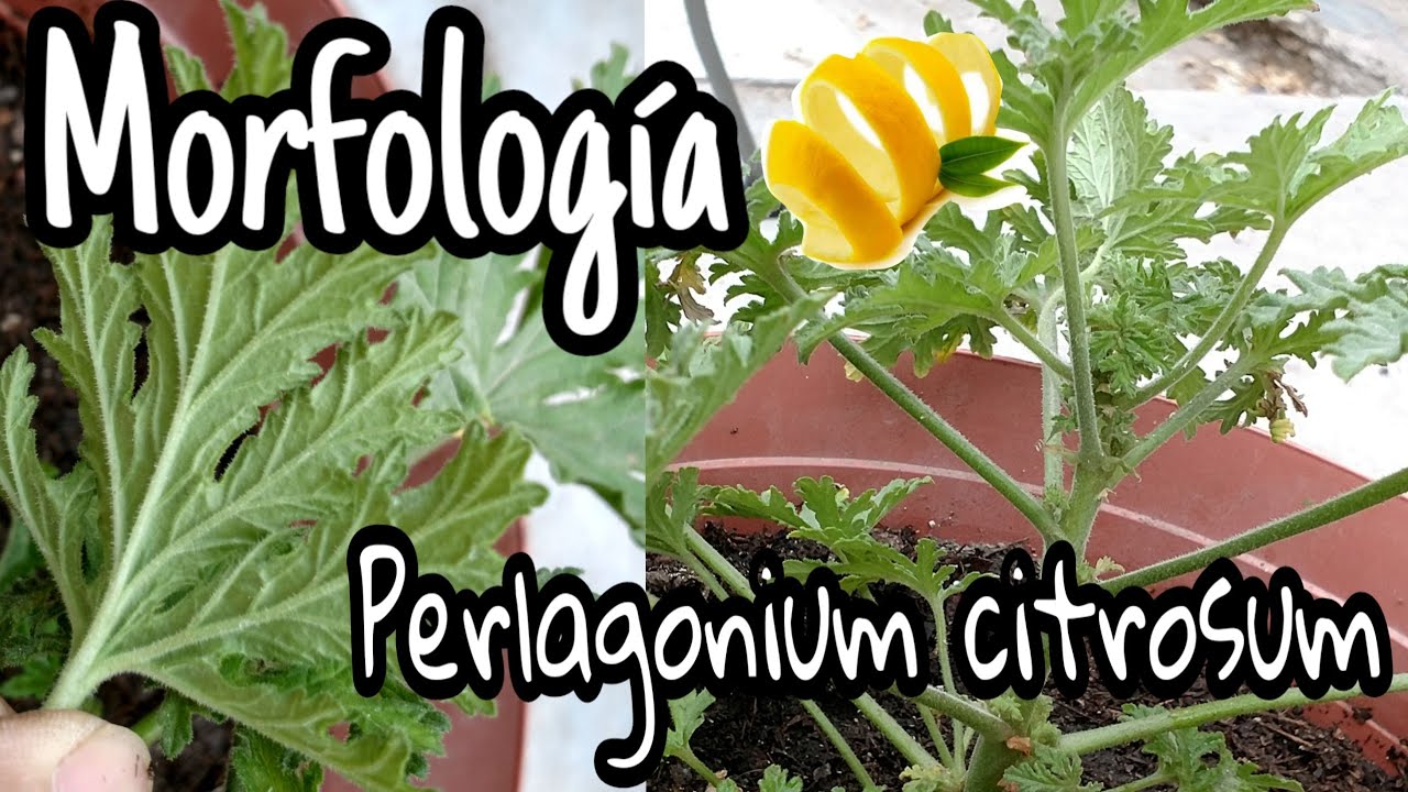 Cuidados del Geranio limón // Morfología de Perlagonium citrosum