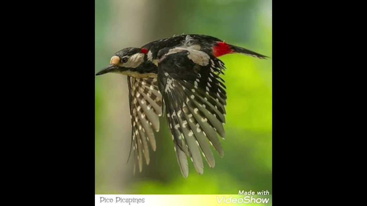 Audio Del Pico Picapinos (Dendrocopos major) El Mejor Para Llamar HD.#aves#reclamo#fauna