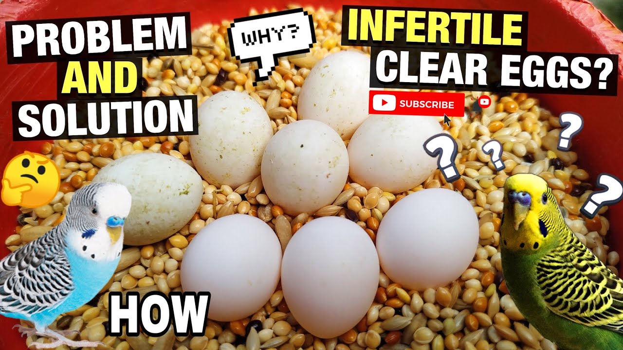 INFERTILE EGGS PROBLEM?  